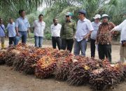 Petani Sawit Rakyat di Muba Panen dengan Produktifitas Tinggi
